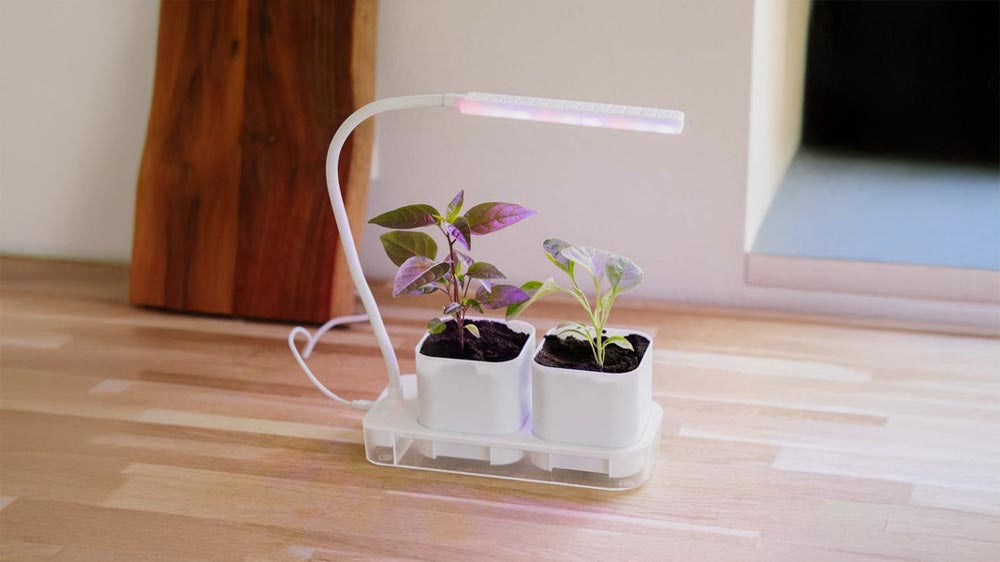 Kasvilamput - Blomea.fi