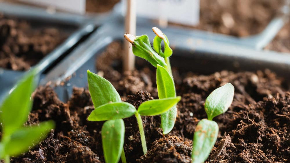 Kasvivalo - Blomea.fi