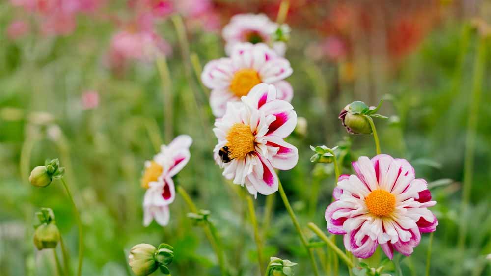 Kaulusdaaliat - Blomea.fi