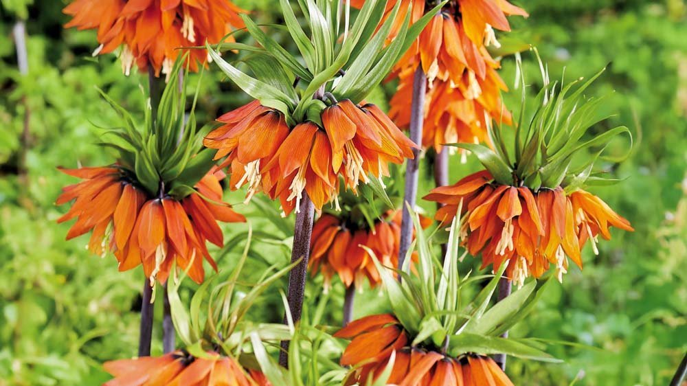 Keisarinkruunu - Blomea.fi