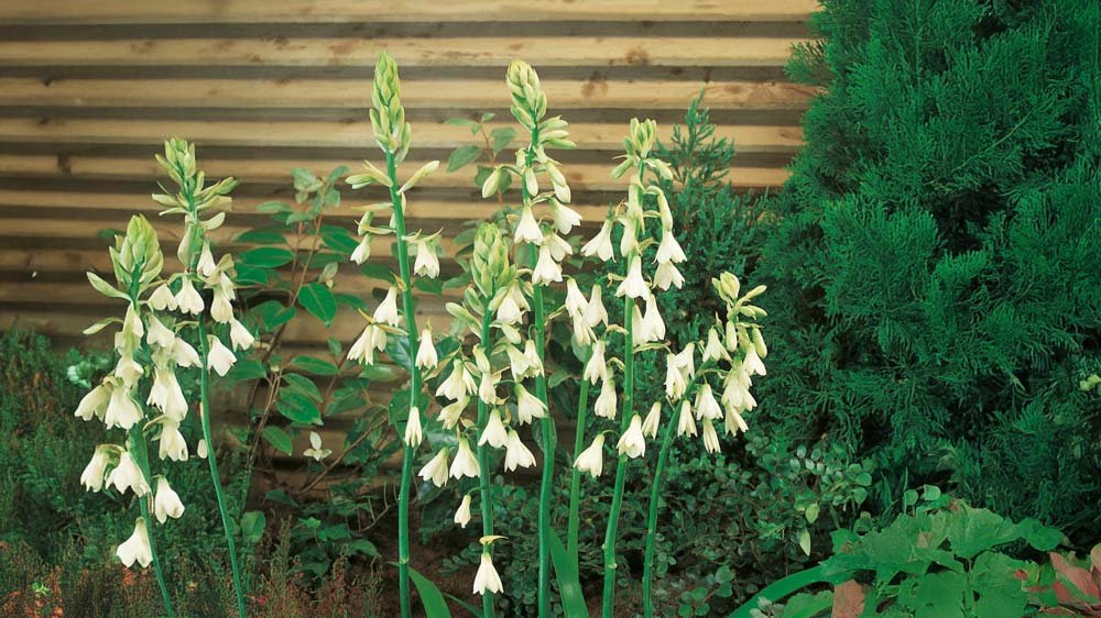 Kellohyasintti - Blomea.fi