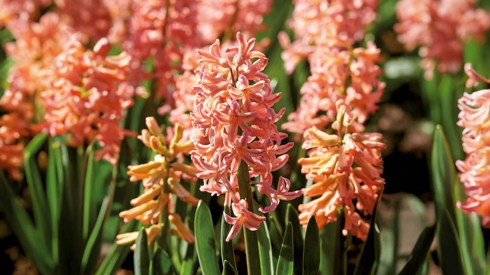 Keltaiset hyasintit - Blomea.fi