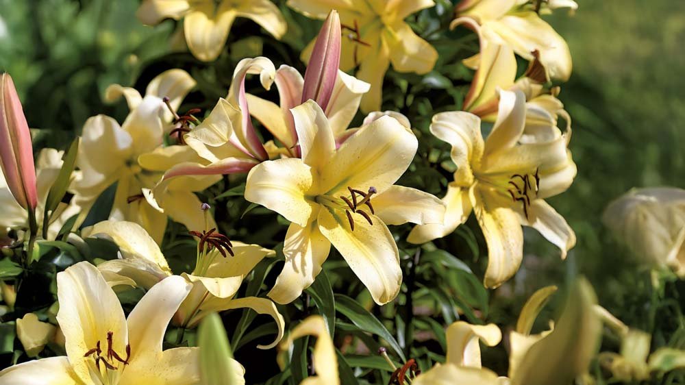 Keltaiset liljat - Blomea.fi