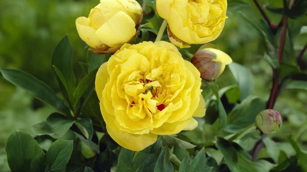 Keltaiset perennat - Blomea.fi