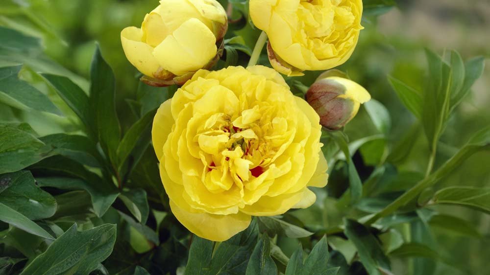 Keltaiset pionit - Blomea.fi