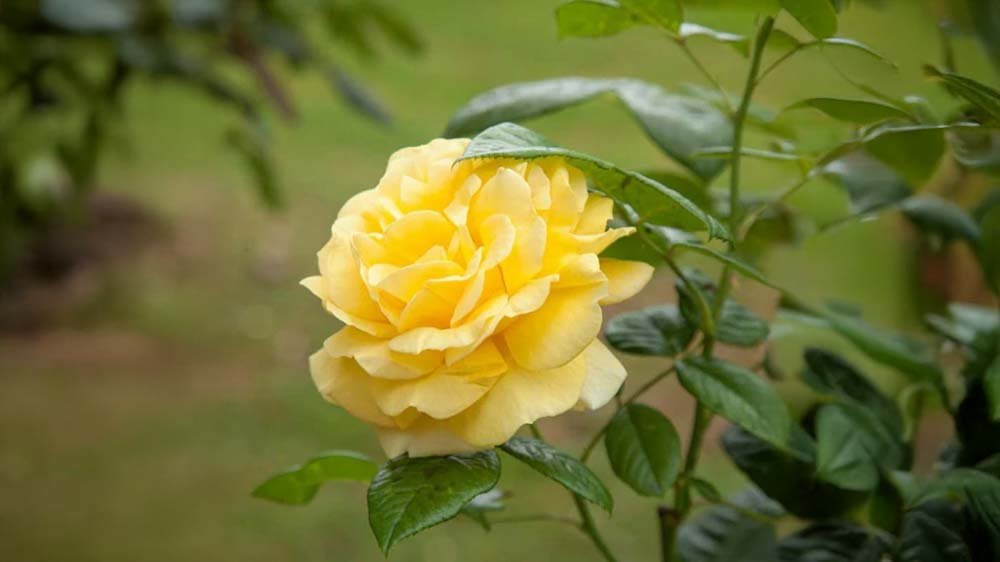 Keltaiset ruusut - Blomea.fi