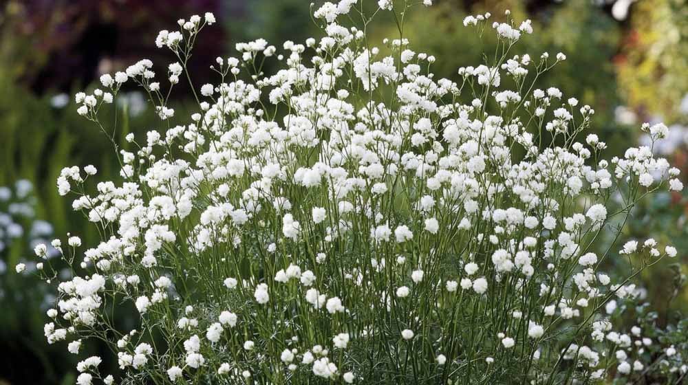 Kesäharson siemenet - Blomea.fi