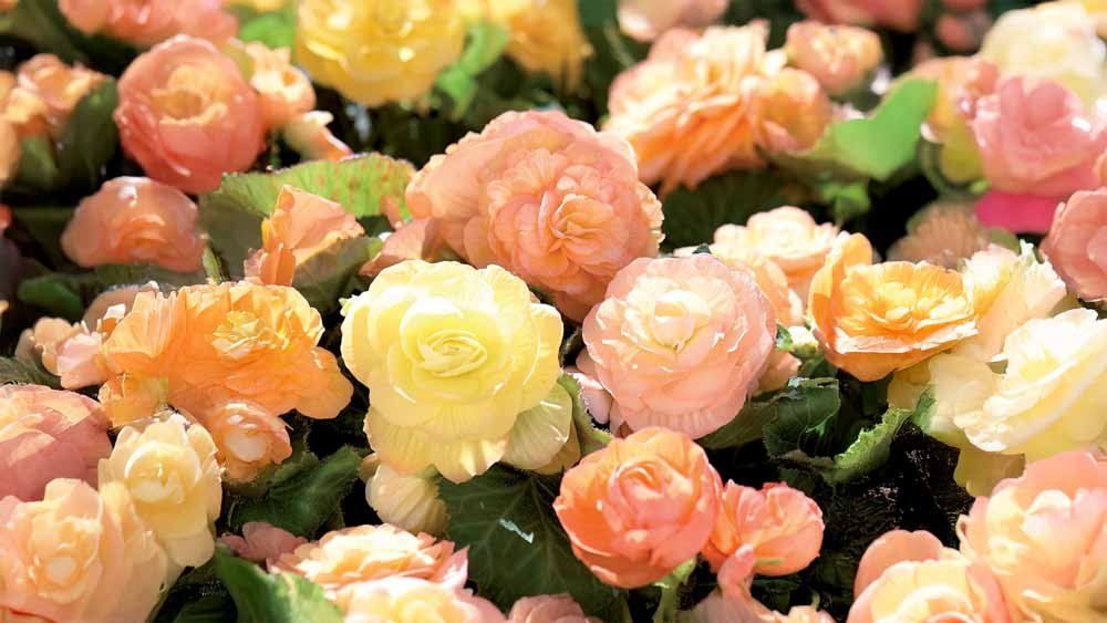 Kesäkukat - Blomea.fi