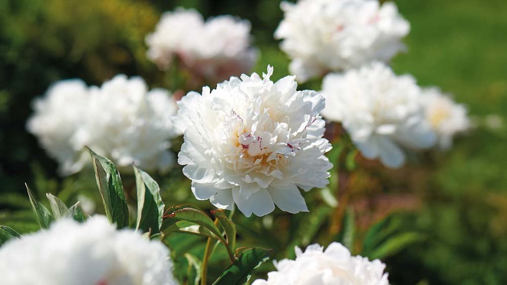 Kesällä kukkivat perennat - Blomea.fi