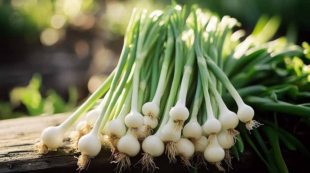 Kevätsipulin siemenet - Blomea.fi