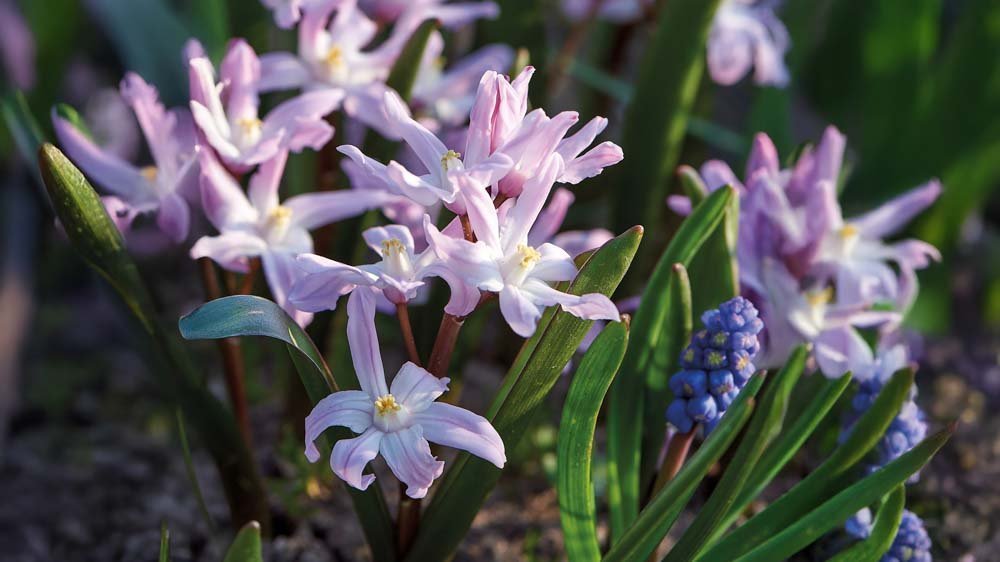 Kevättähdet - Blomea.fi