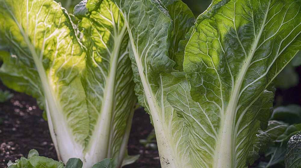 Kiinankaalin siemenet - Blomea.fi