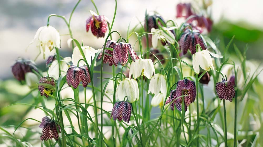 Kirjopikarililja - Blomea.fi