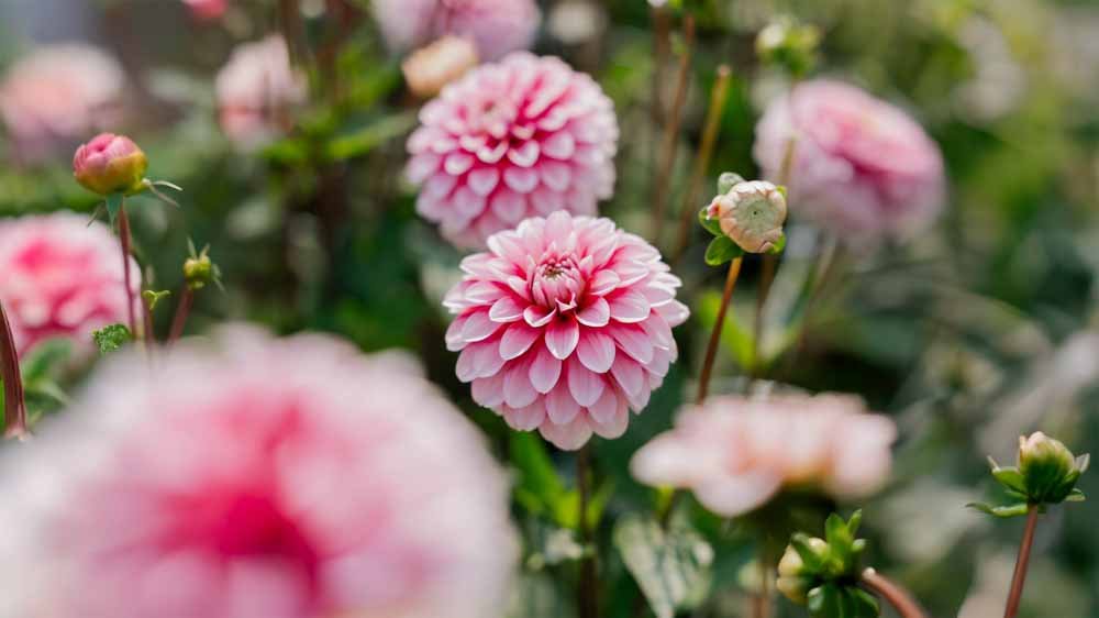 Koristedaaliat - Blomea.fi