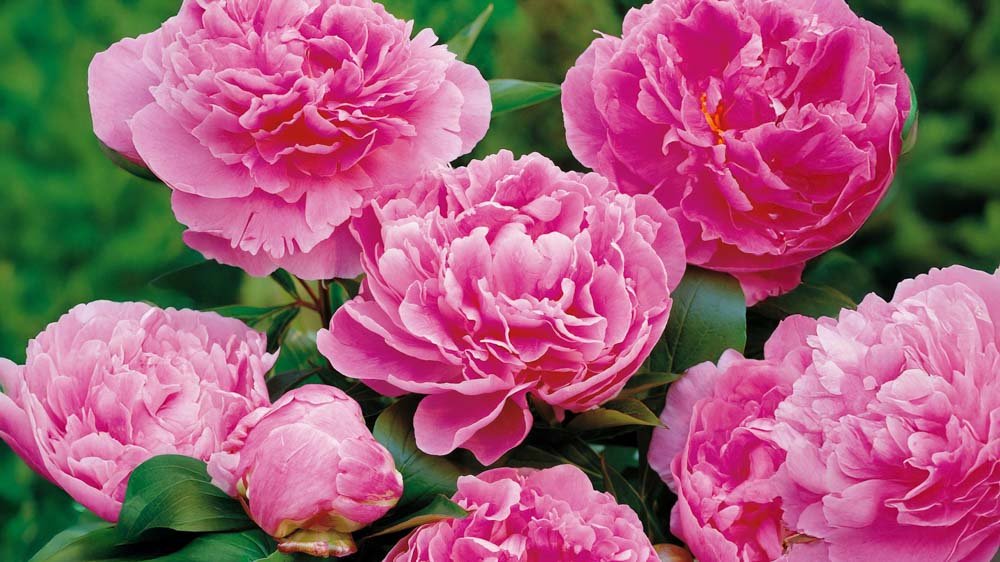 Korkeat perennat - Blomea.fi