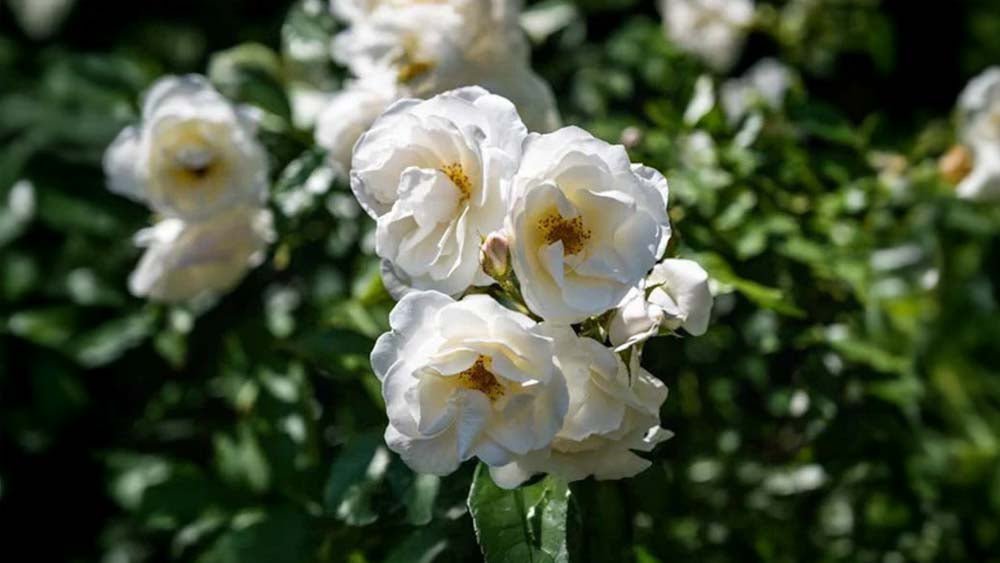 Köynnösruusut - Blomea.fi