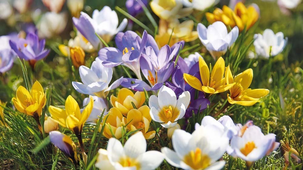 Krookus Mix - Blomea.fi