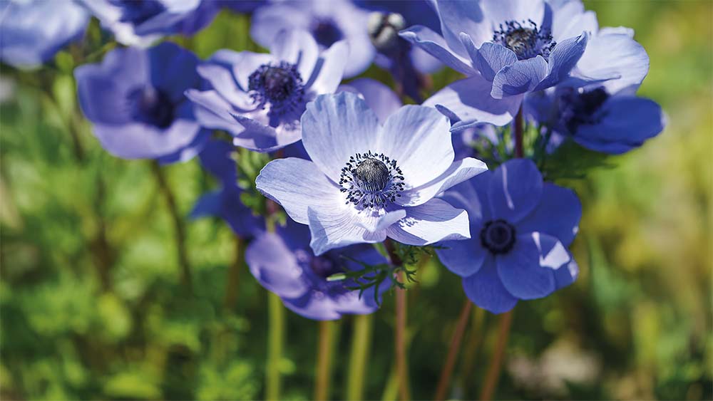 Kruunuvuokot - Blomea.fi