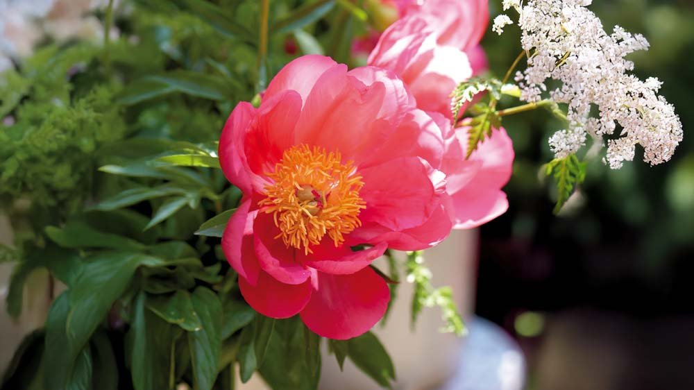 Kuivan hiekkamaan perennat - Blomea.fi