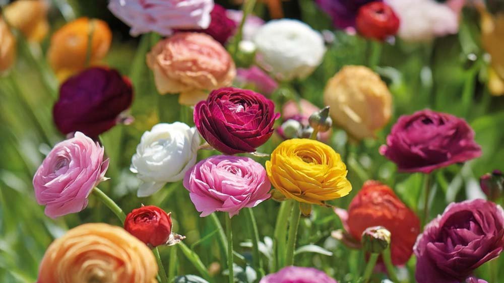 Kukkamukulat - Blomea.fi