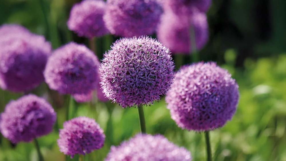 Kukkasipulit - Blomea.fi