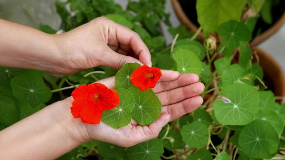 Kukkien hoito - Blomea.fi