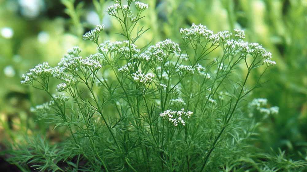 Kuminan siemenet - Blomea.fi