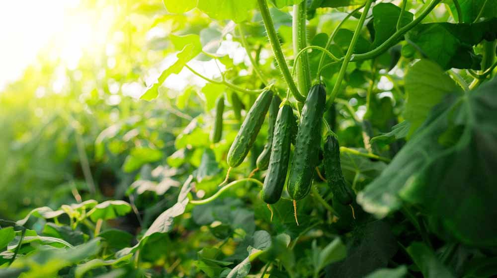 Kurkun siemenet - Blomea.fi