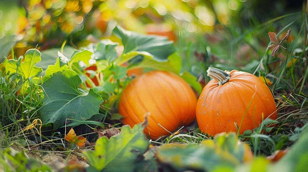 Kurpitsan siemenet - Blomea.fi