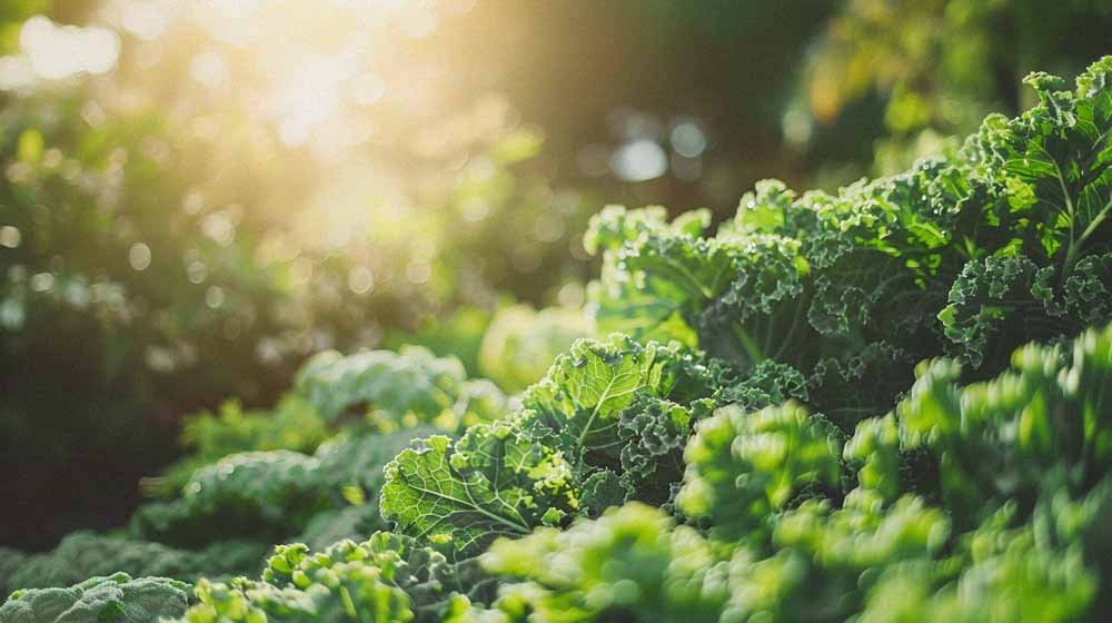 Lehtikaalin siemenet - Blomea.fi