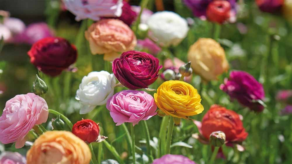 Leinikki - Blomea.fi