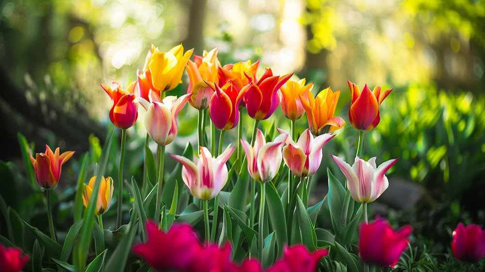 Liljakukkaiset tulppaanit - Blomea.fi