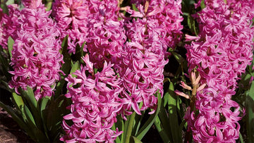 Violetit hyasintit