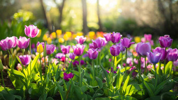Violetit tulppaanit