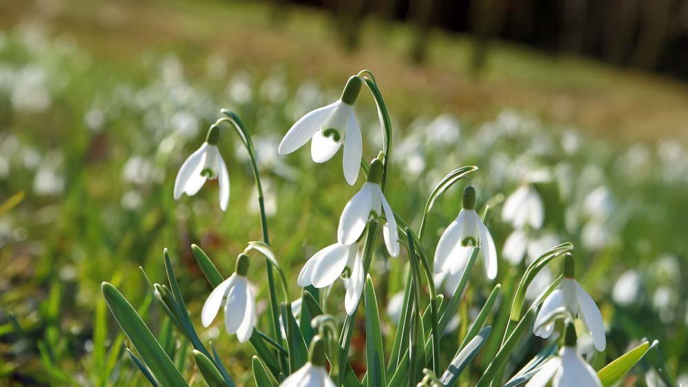 Lumikello - Blomea.fi