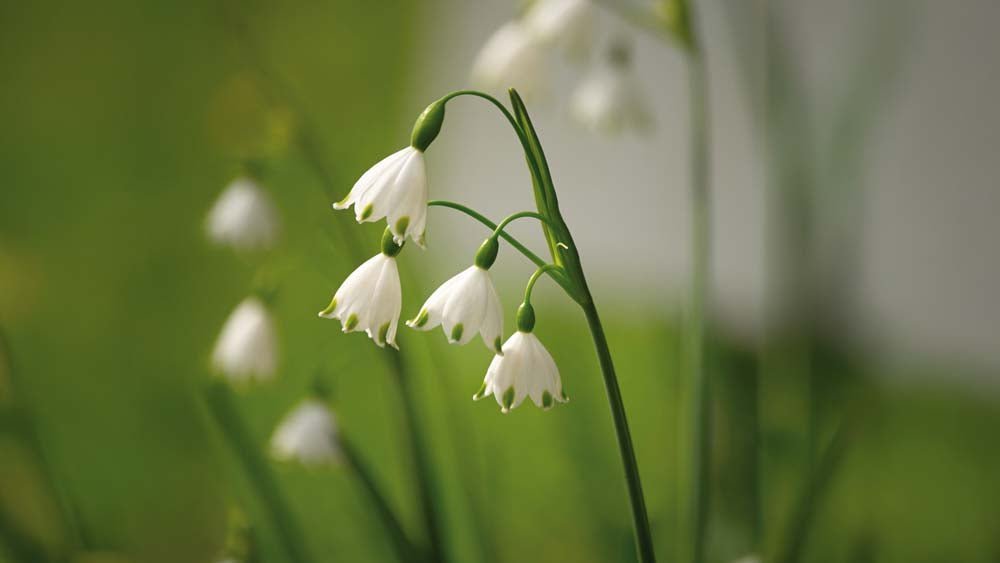 Lumipisara - Blomea.fi