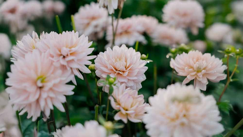 Lummedaaliat - Blomea.fi