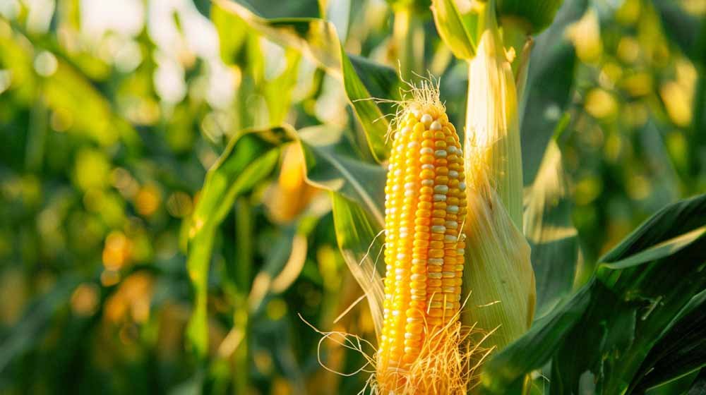 Maissin siemenet - Blomea.fi