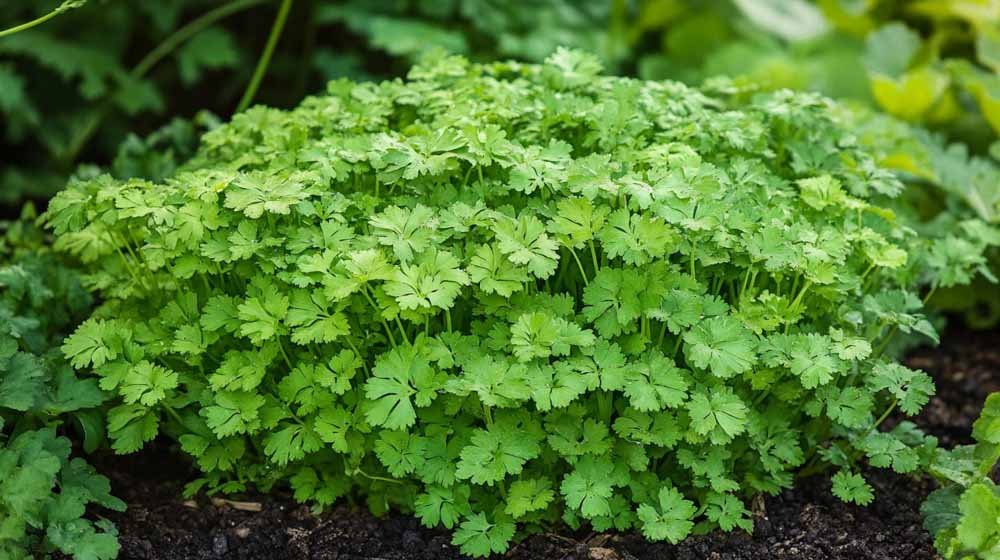 Maustekirvelin siemenet - Blomea.fi