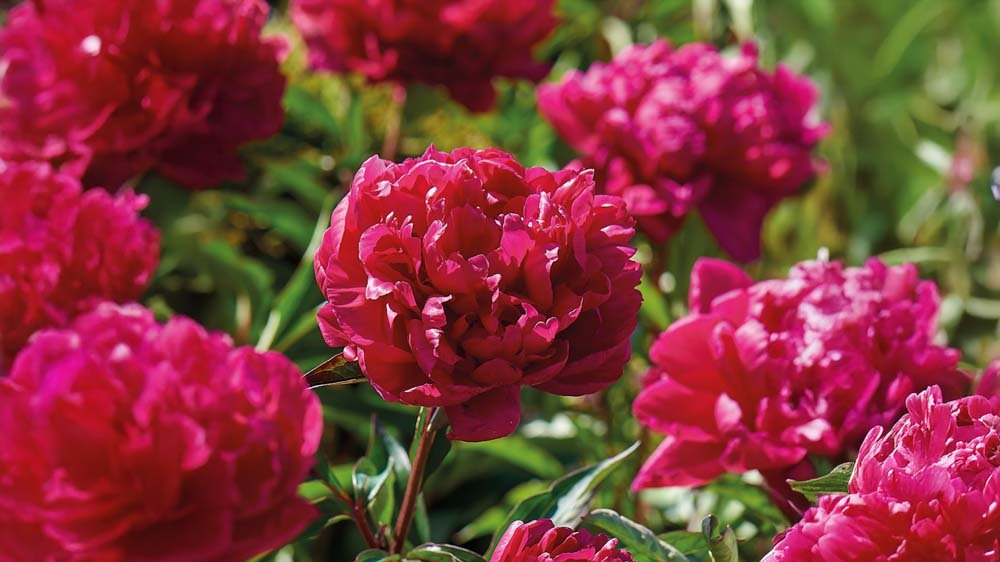 Monivuotiset perennat - Blomea.fi