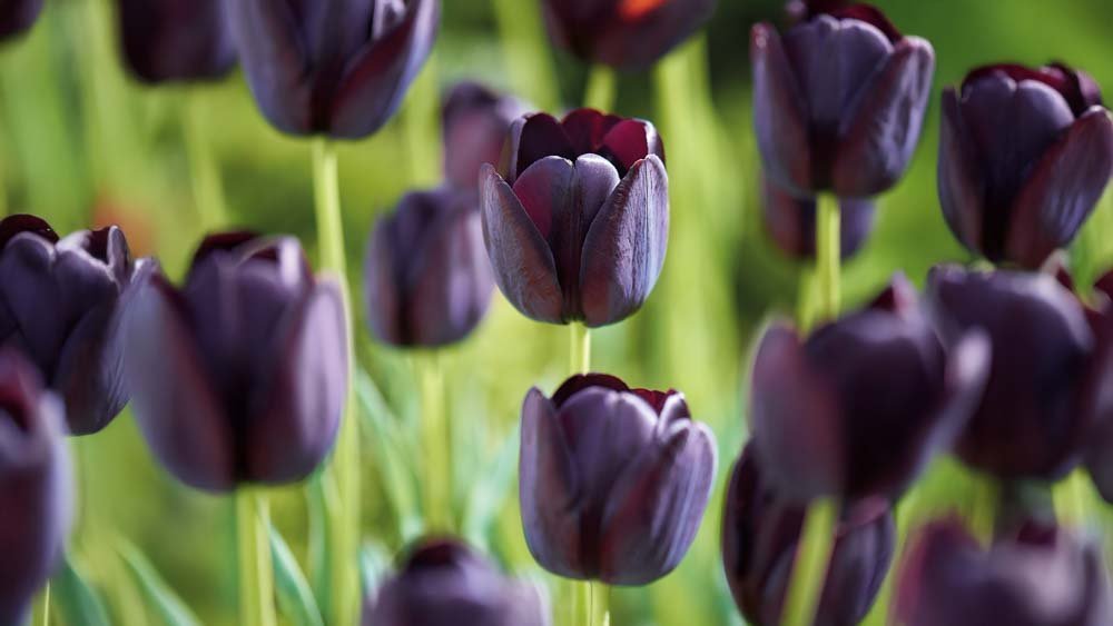 Myöhäiset tulppaanit - Blomea.fi