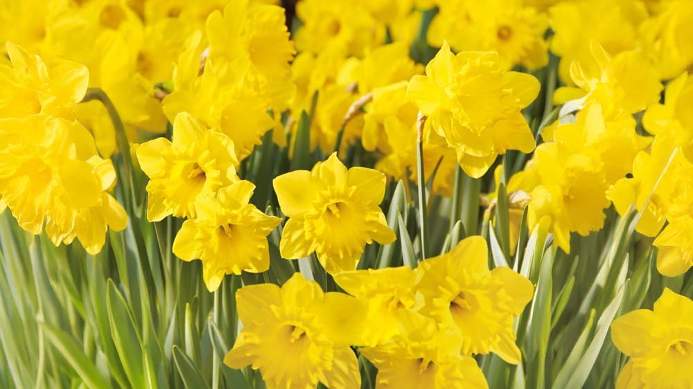 Narsissit - Blomea.fi