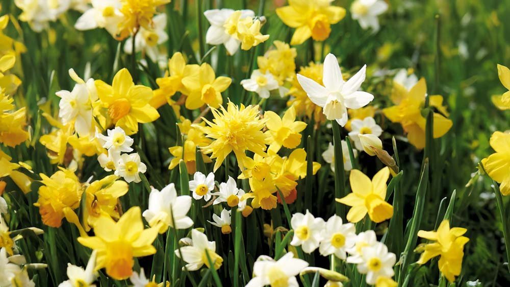 Narsissit tarjoukset - Blomea.fi