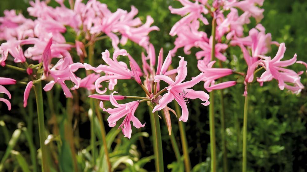 Nerine - Blomea.fi
