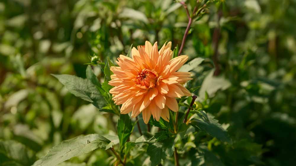 Oranssit daaliat