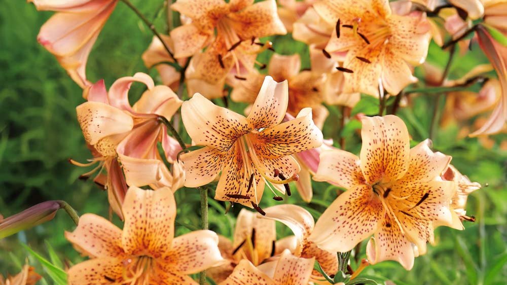 Oranssit liljat - Blomea.fi