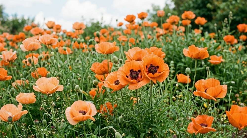 Oranssit unikot - Blomea.fi