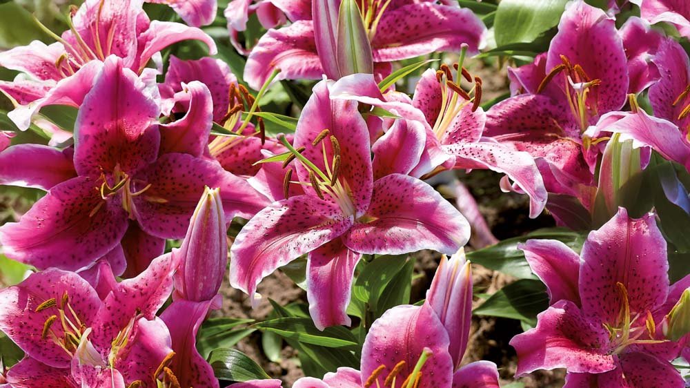 Oriental liljat - Blomea.fi