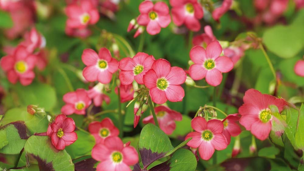 Oxalis - Blomea.fi