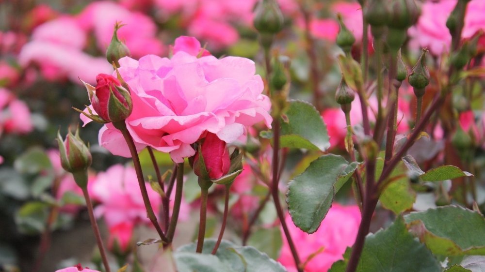 Paljasjuuriset ruusut - Blomea.fi